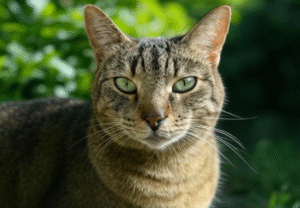 Puzzle Feeders for Bengal Cats