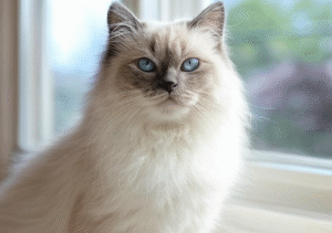 Choose a Breeder for a Healthy Ragdoll Kitten