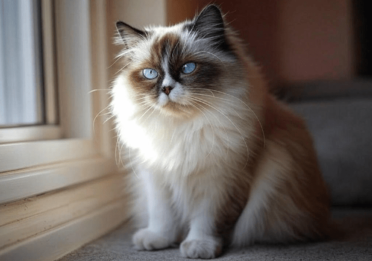 Ragdoll Cats Don’t Climb High