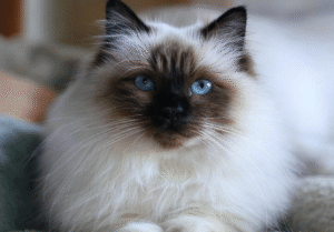 Ragdoll Cat Teeth Cleaning Without Brushing