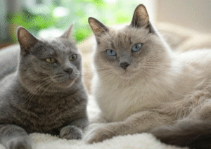 Keep Ragdoll Cat Cool in Hot Weather