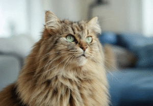 Maine Coon chewing