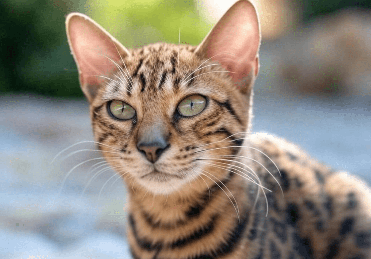 Cozy Sleeping Spot for Bengal Cat