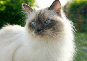 Train Ragdoll Cat to Use Scratching Post