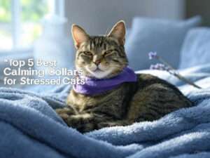 Top 5 best calming collars for stressed cats
