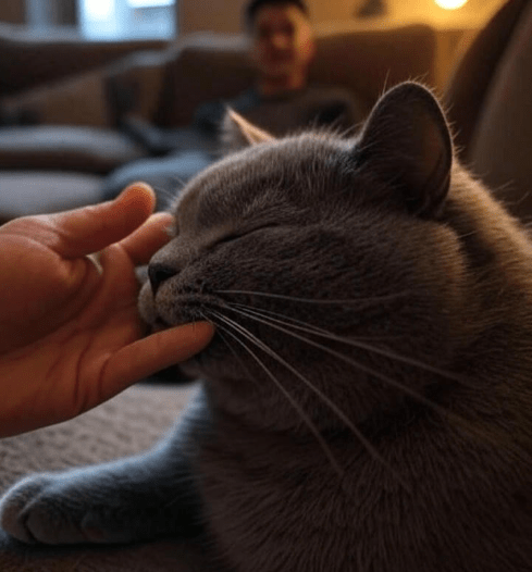 A cat lovingly rubbing its face against its owner's cheek or hand, symbolizing bonding.
