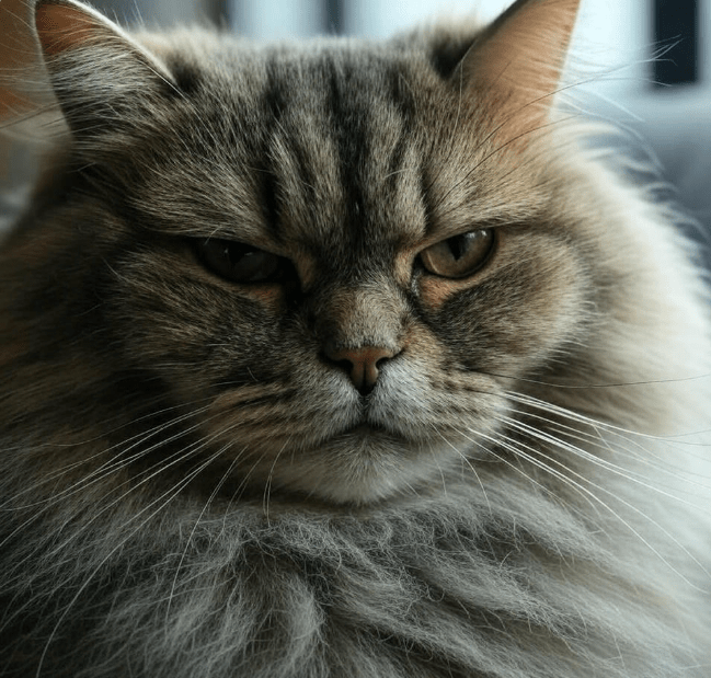 Close-up of a cat’s face with intense, unwavering eye contact, slightly narrowed eyes, focused and serious expression. 