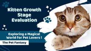 Kitten Growth Stage Evaluation