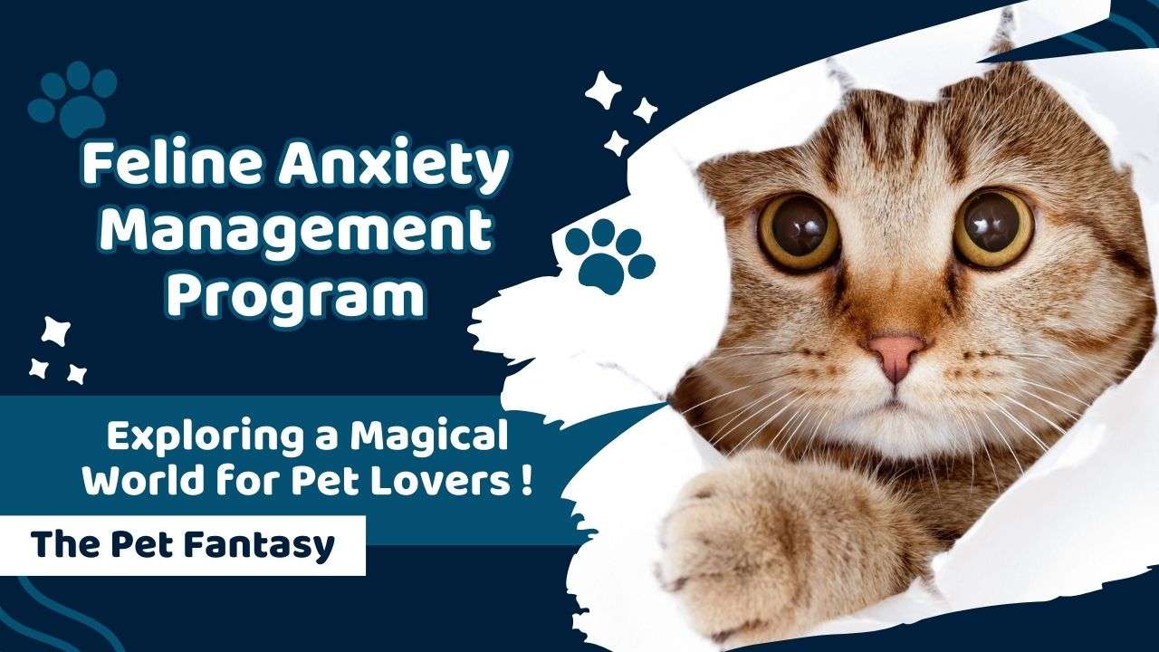Feline Anxiety Management Program for Cats