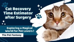 Cat Recovery Time Estimator after Surgery