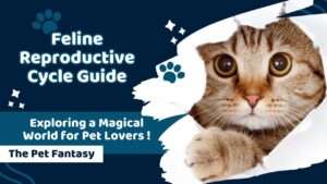 Feline Reproductive Cycle Guide