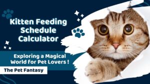 Kitten Feeding Schedule Calculator