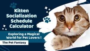 Kitten Socialization Schedule Calculator