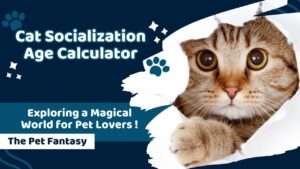 Cat Socialization Age Calculator