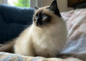 Best Treats for Ragdoll Cats