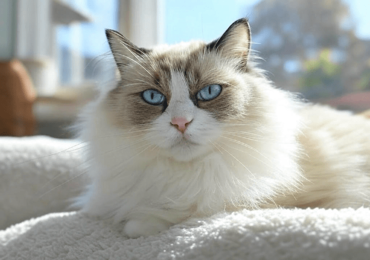 Introduce Ragdoll Cat to Guests