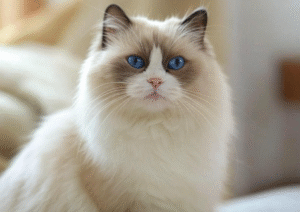 Recognize Pain in Ragdoll Cats