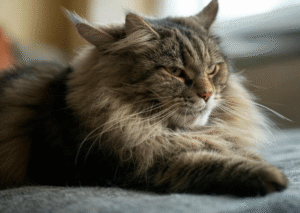 Maine Coon Winter Care