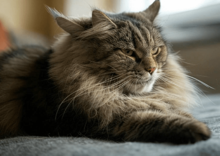 Maine Coon Winter Care