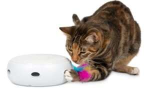 PetFusion Ambush Interactive Cat Toys for Indoor/Outdoor Activity - New & Improved Cat Feather Toys Replacement Feathers Available 12 Month Warranty
