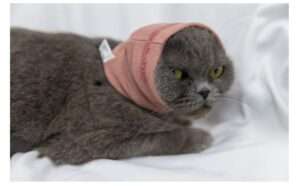 DDFS Cat Anxiety Quiet Ears Snood Head Wrap - Calming Noise Cancelling Cover for Cats - Pink S
