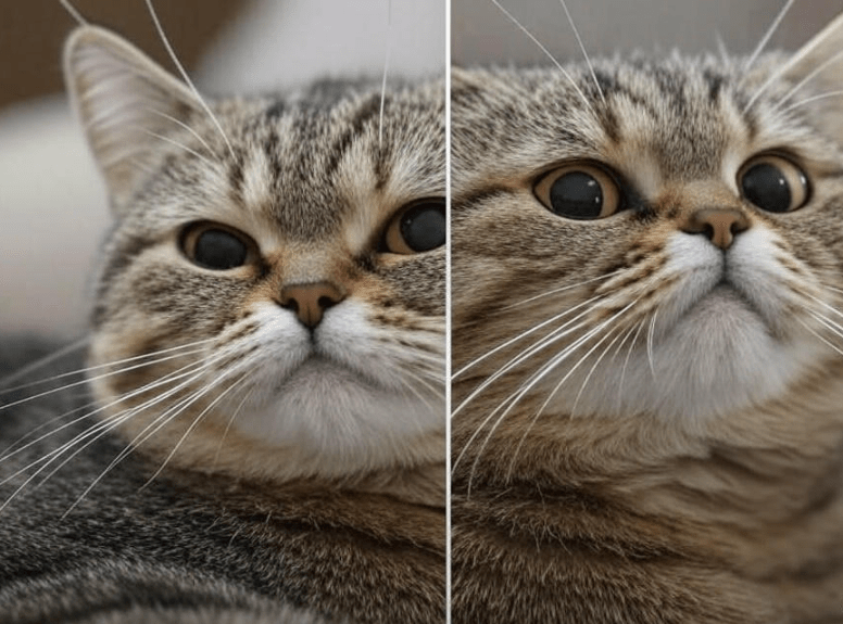 A split panel showing close-ups of a cat’s face with different ear and eye positions — one with forward ears and relaxed eyes, another with flattened ears and dilated pupils.
