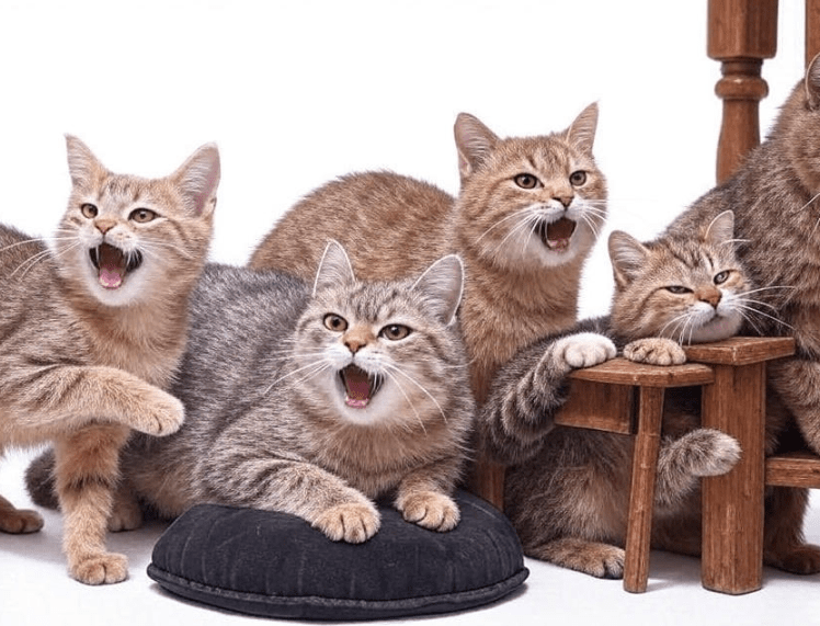 A group of cats in different vocal or scent-marking postures: one meowing, one purring, one hissing, one rubbing against furniture, one scratching a post.
