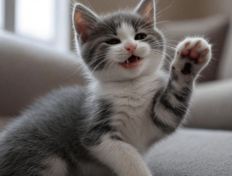 A playful kitten showing its teeth lightly in a playful way, maybe with a paw raised.

