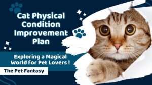 Cat Physical Condition Improvement Plan
