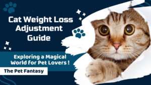 Cat Weight Loss Adjustment Guide
