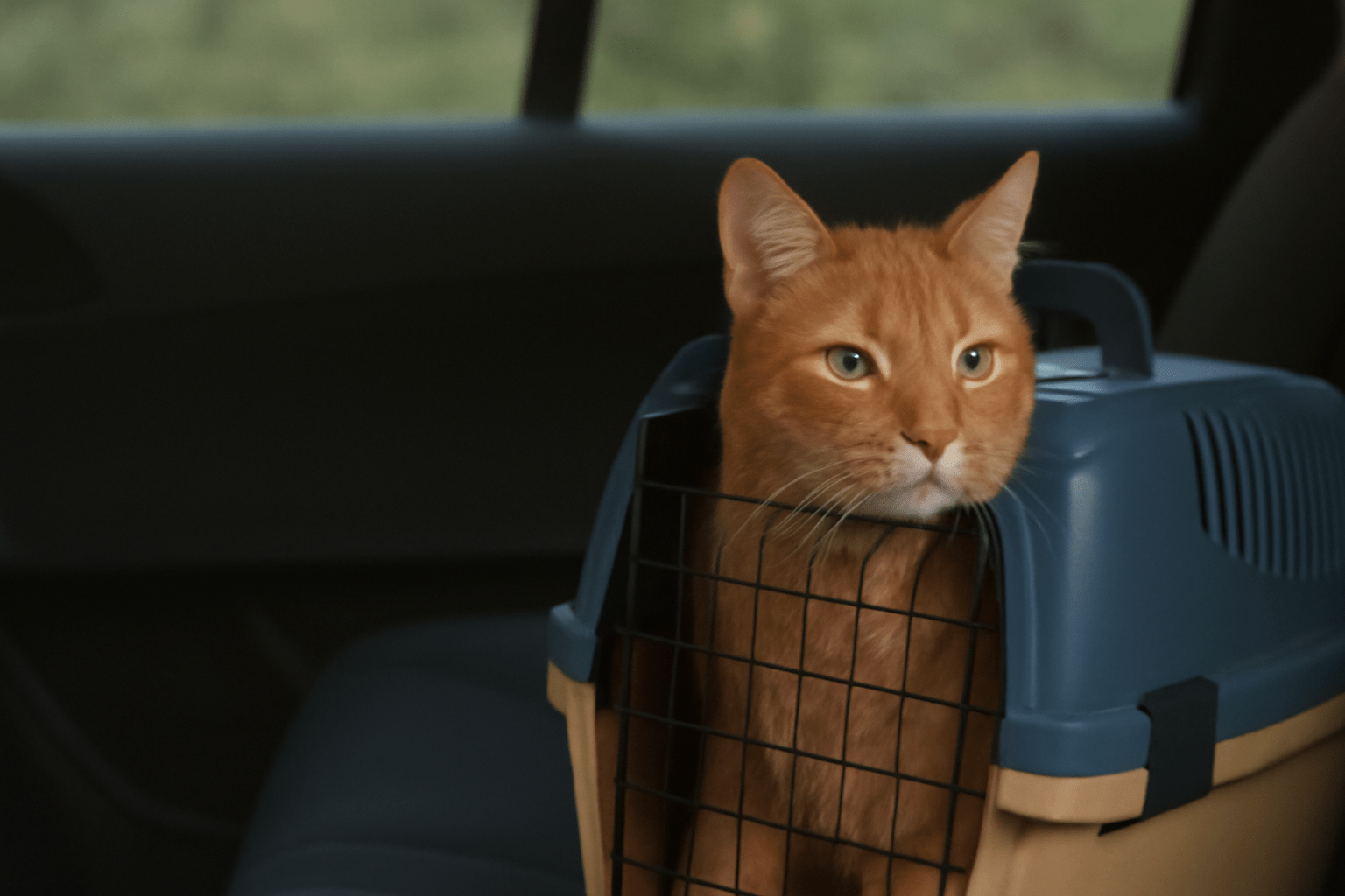Top 5 portable cat calming travel crates 