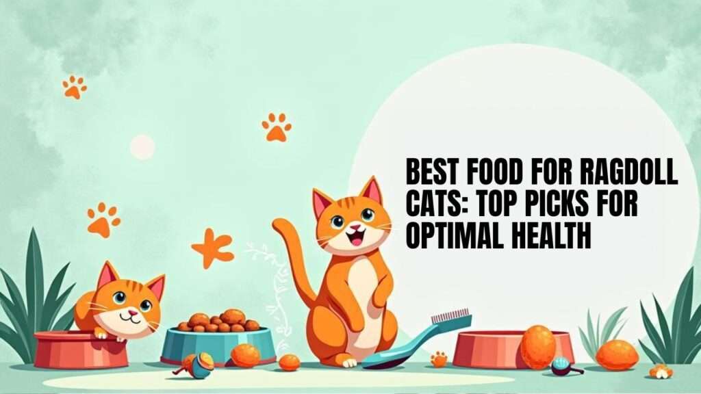Best Food for Ragdoll Cats