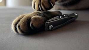 Best Nail Clippers for Cats